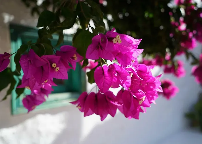 Hébergement de vacances Casa Lisboa, Auf Der Mimosa *