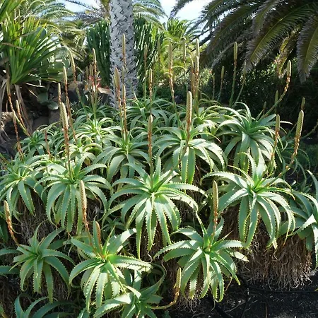 Casa Lisboa, Auf Der Mimosa Hébergement de vacances *