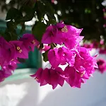 Vakantiehuis Casa Lisboa, Auf Der Mimosa *